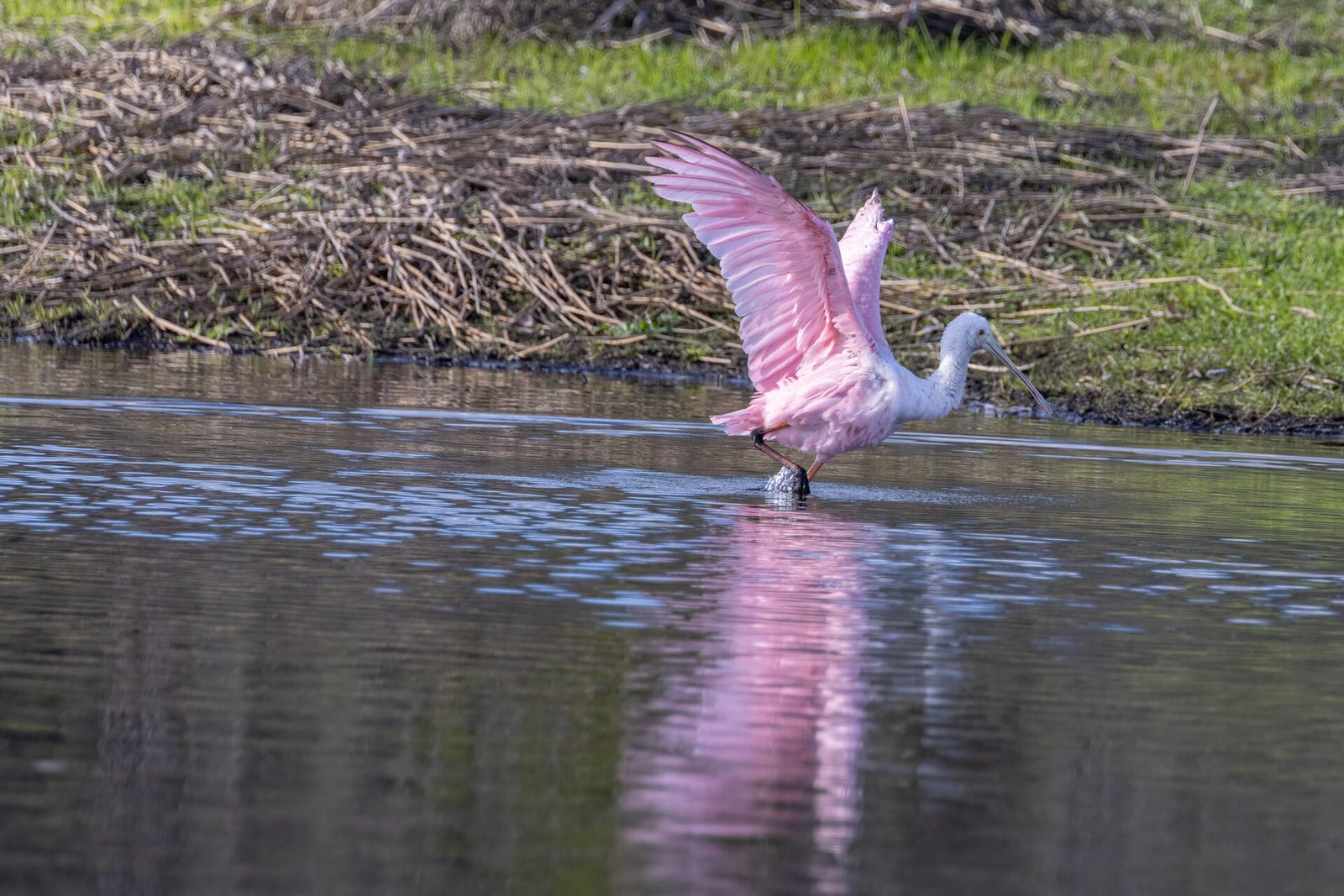 Roseate Spoonbill Splashing In River