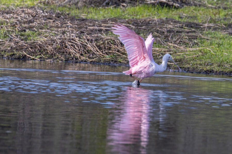 Roseate Spoonbill Splashing In River