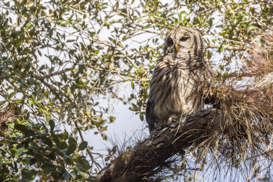 Barred Owl Perched In Oak Tree