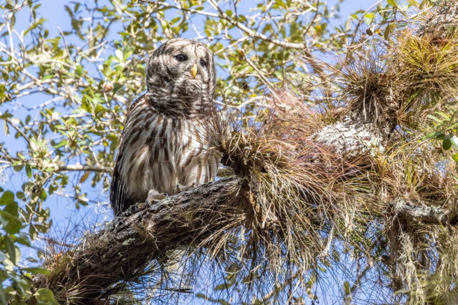 Barred Owl Resting In Oak Tree