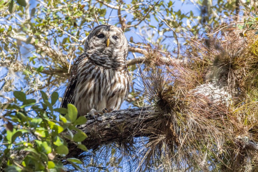 Barred Owl Watching For Prey In Oak Tree