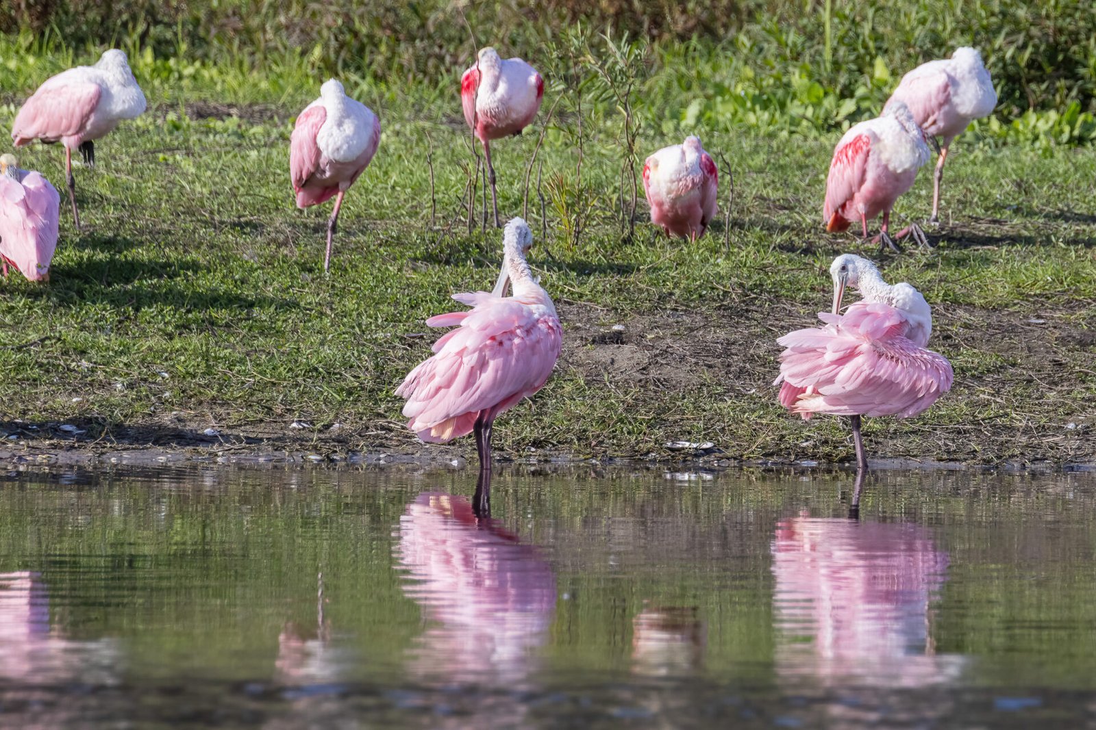 Roseate Spoonbill Flock Preening And Napping