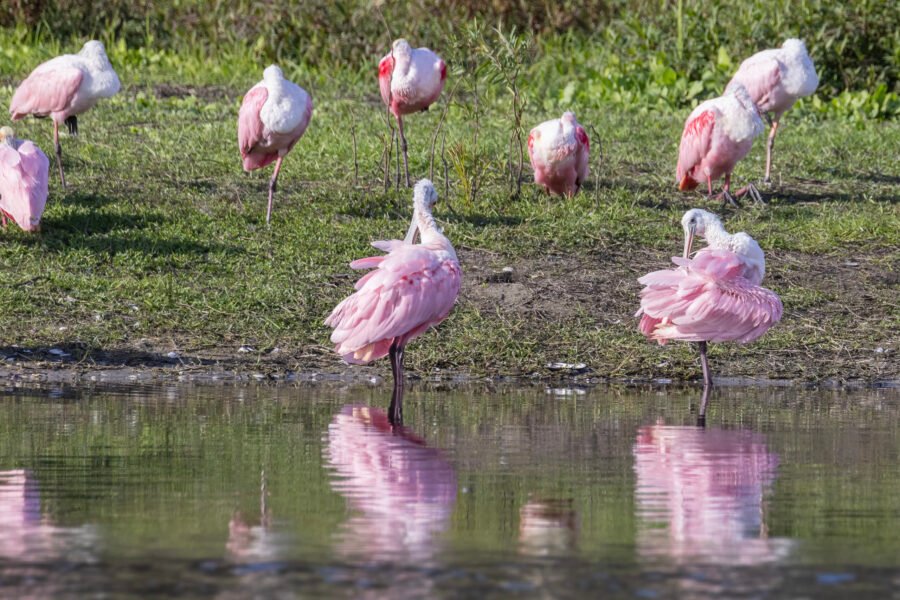 Roseate Spoonbill Flock Preening And Napping