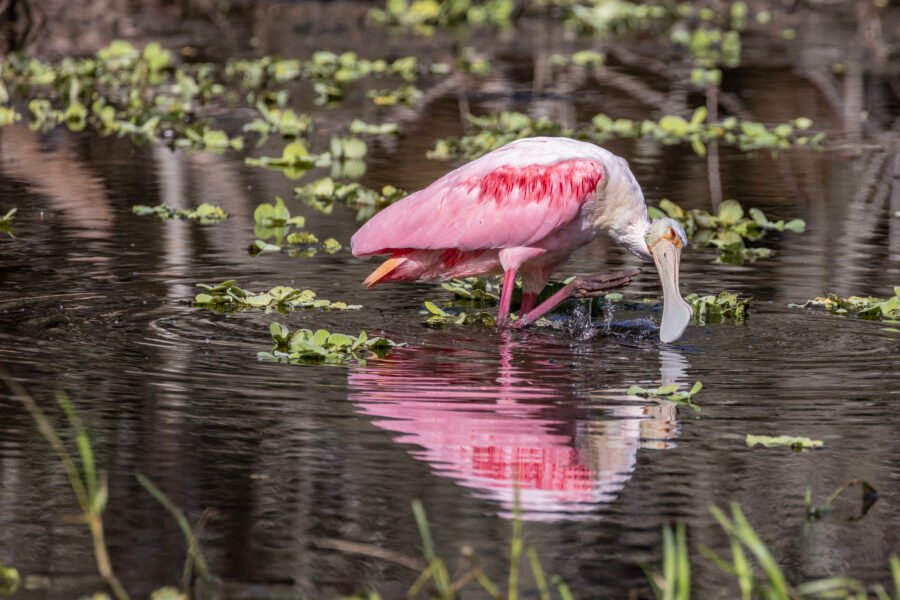 Roseate Spoonbill Scratching Head