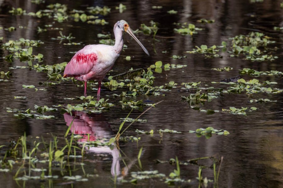 Roseate Spoonbill Standing In Flooded Area