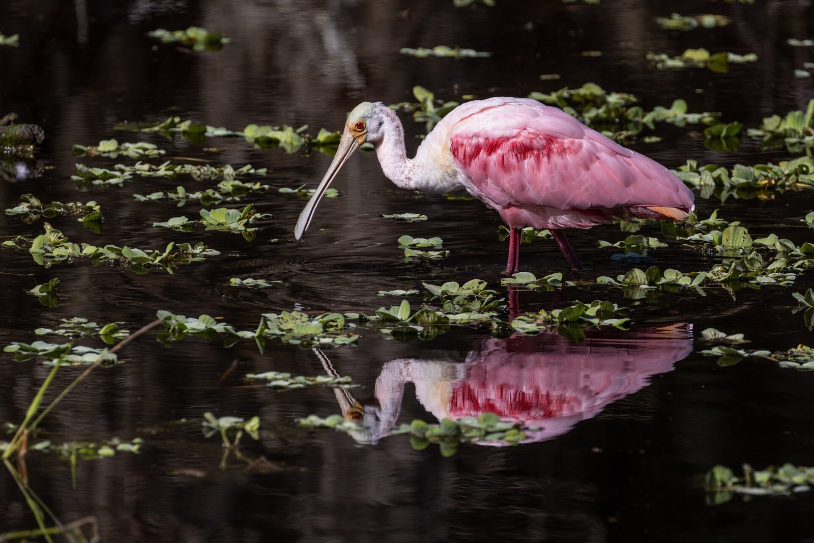 Roseate Spoonbill Looking For Food In Shallow Pond