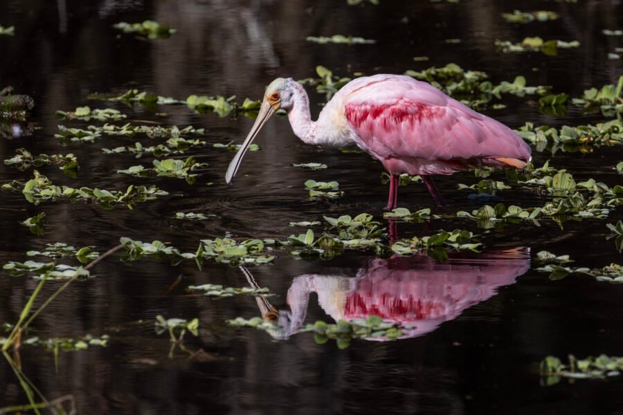 Roseate Spoonbill Looking For Food In Shallow Pond