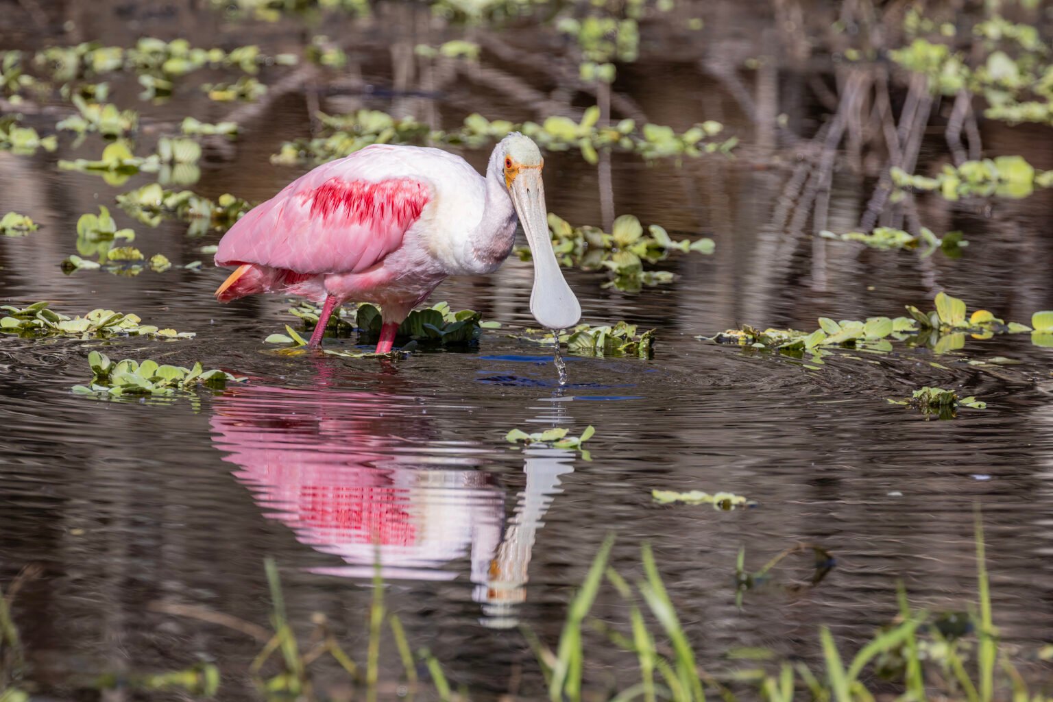 Roseate Spoonbill Wading In Shallow Pond