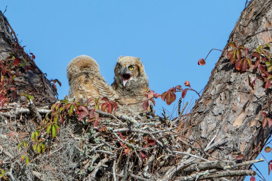 Baby Owl Yawning Big