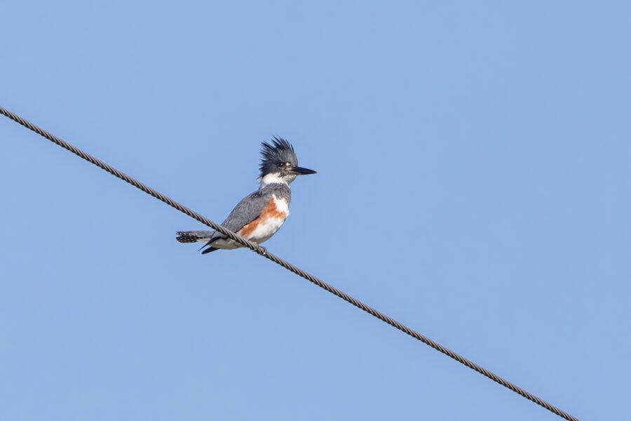 Female Belted Kingfisher On Wire