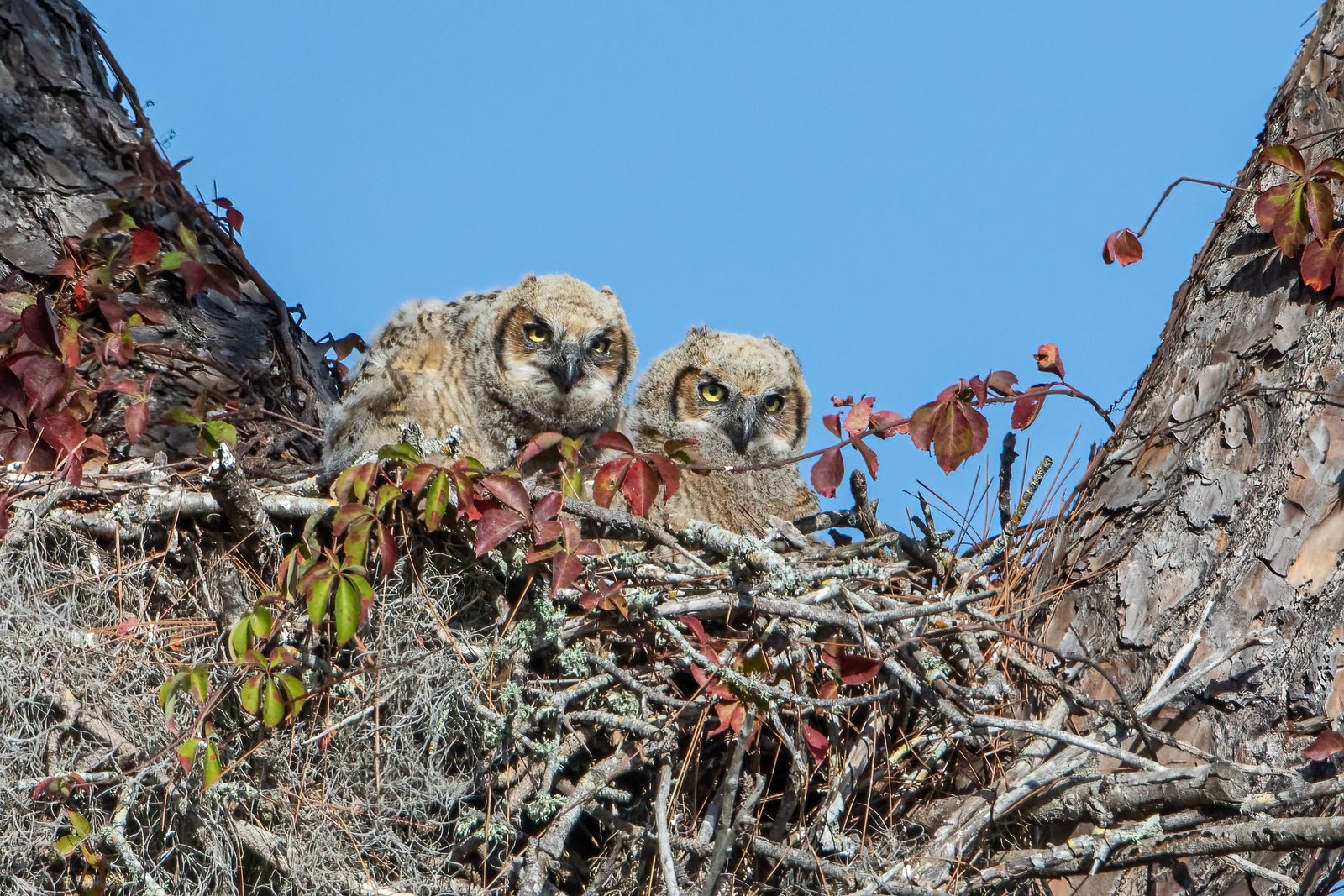 New Owlets Together In Nest