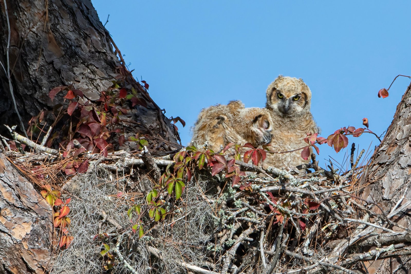 Owlets Snuggling In Nest