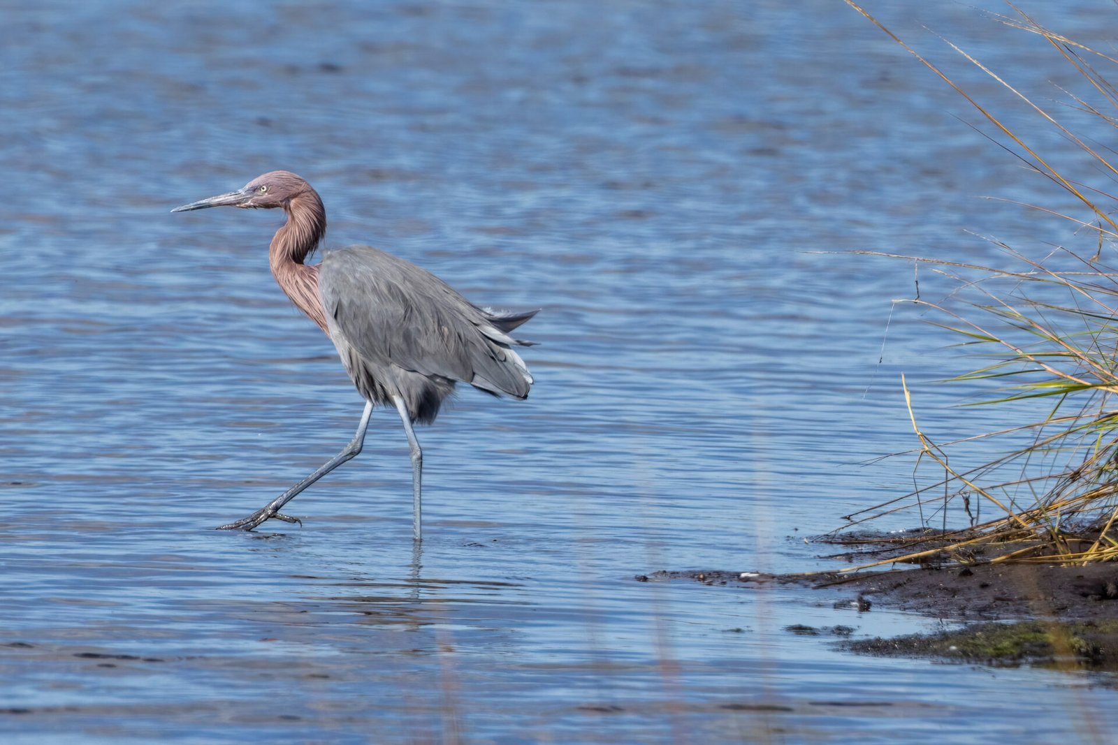 Reddish Egret On The March