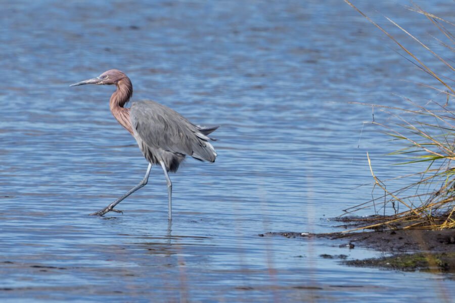 Reddish Egret On The March