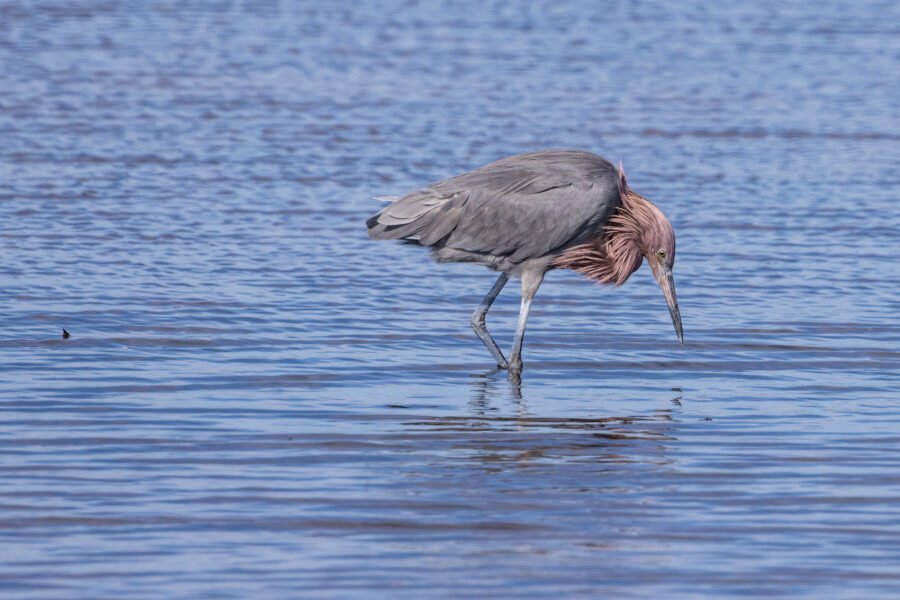 Reddish Egret Ready To Strike