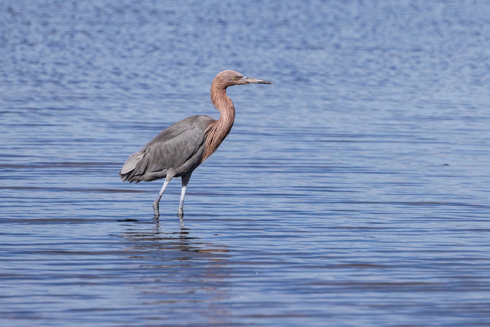 Reddish Egret Watching For Fish