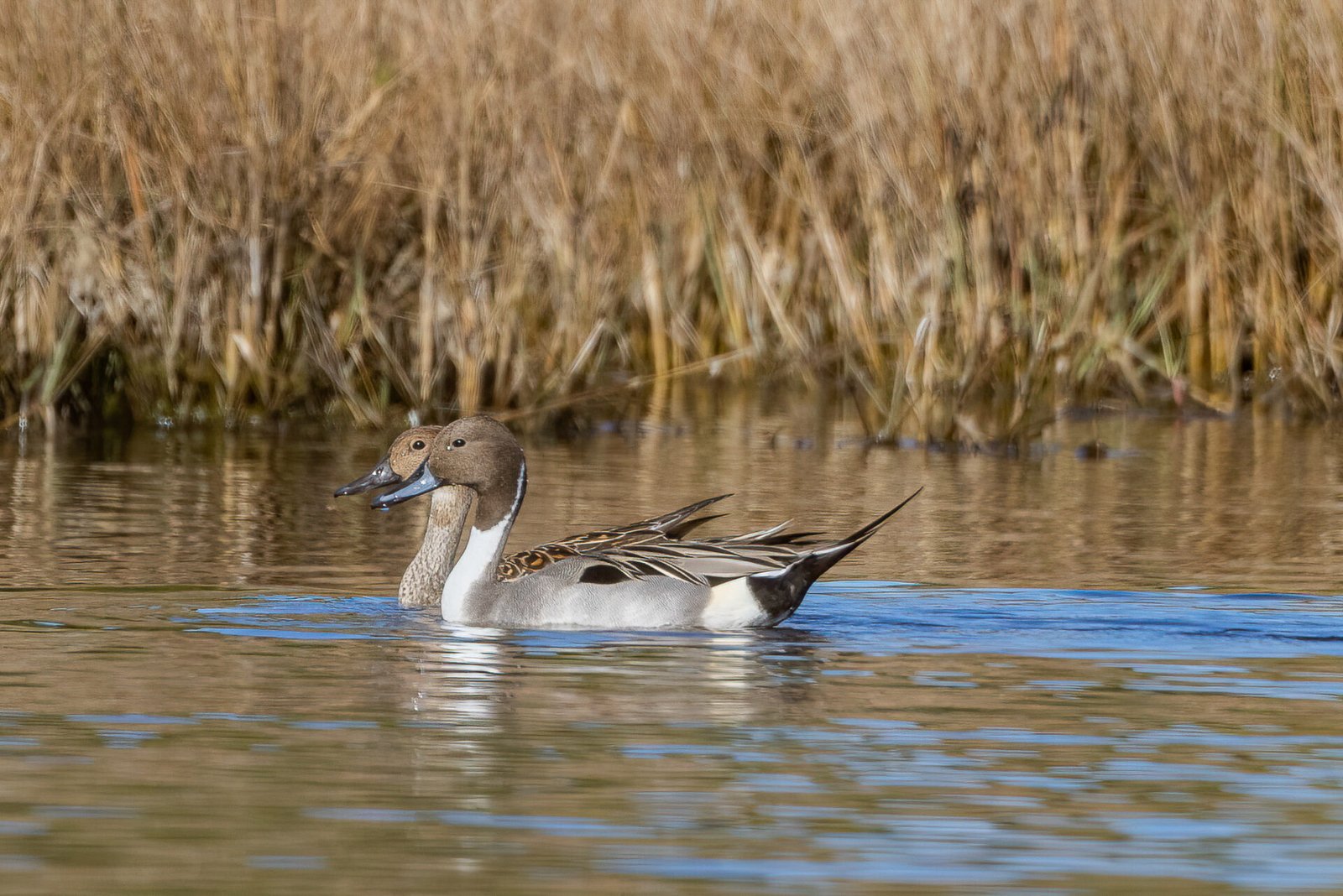 Northern Pintail Pair Swimming To Left