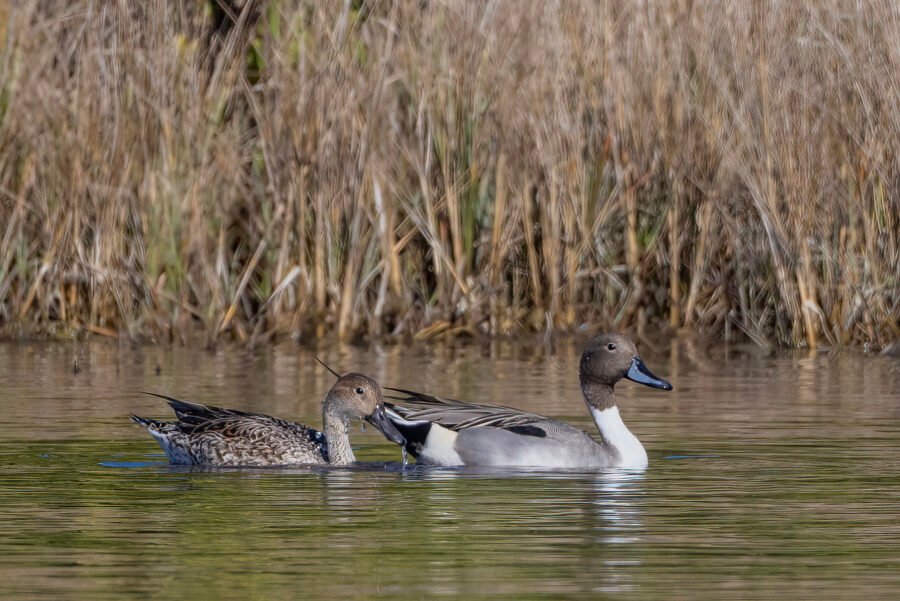 Northern Pintail Pair Swimming To Right