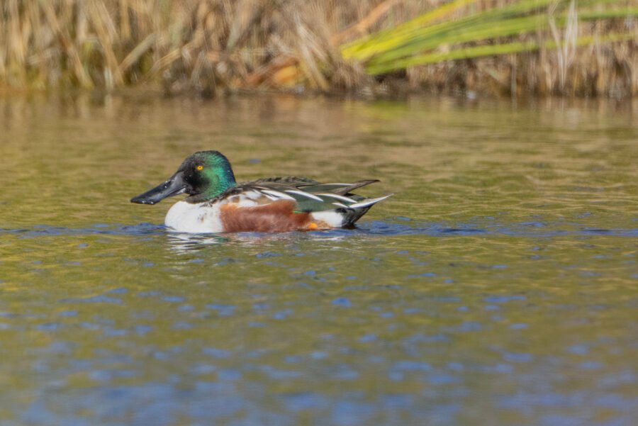 Northern Shoveler Male Swimming Along Small Lake