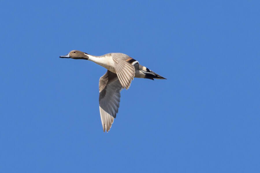 Northern Pintail Male Flying By