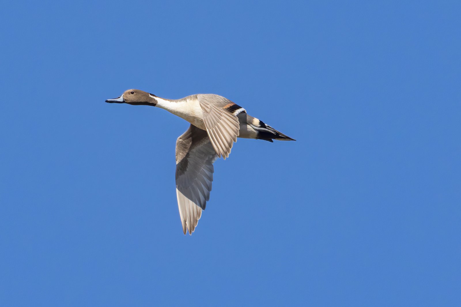 Northern Pintail Male Flying By