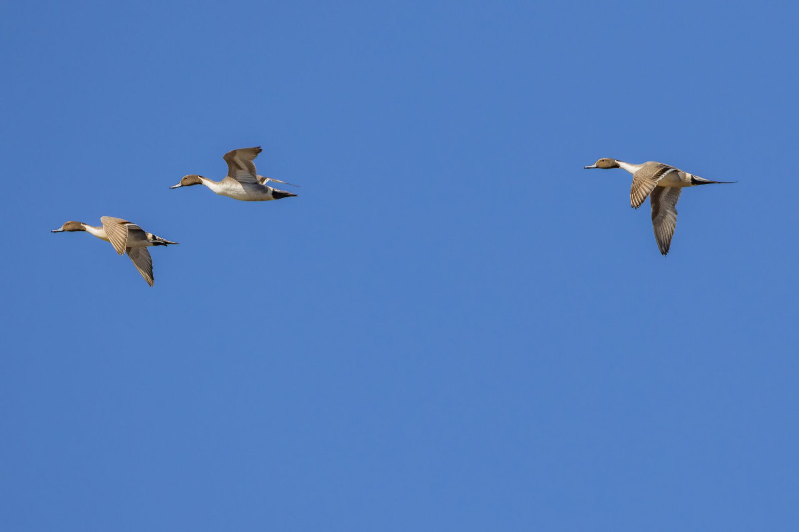 Group Of Male Pintails Flying Past