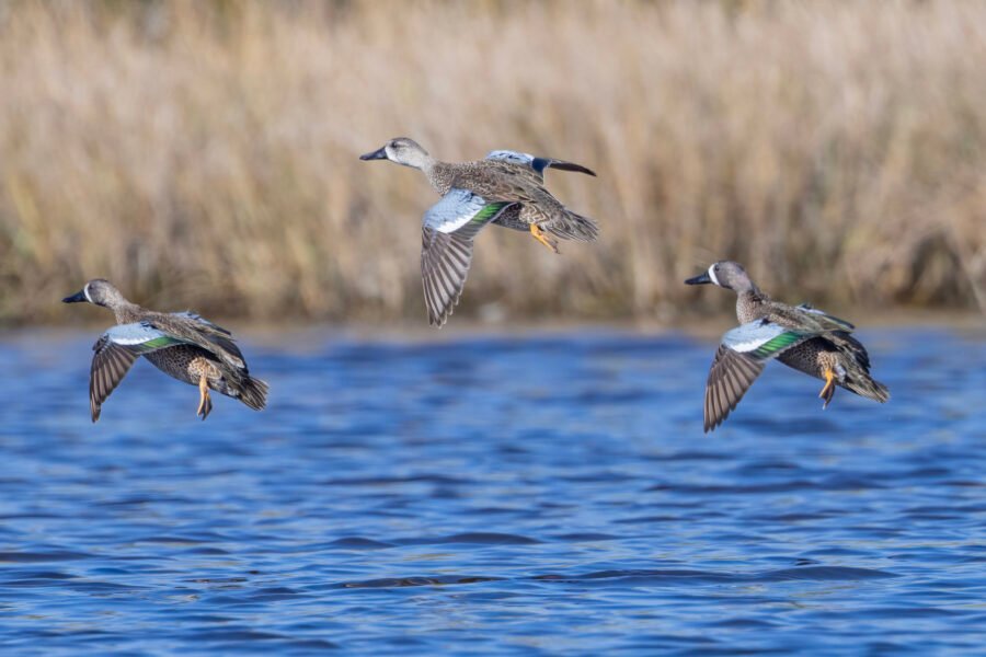 Blue Winged Teal Males Setting Up For Landing