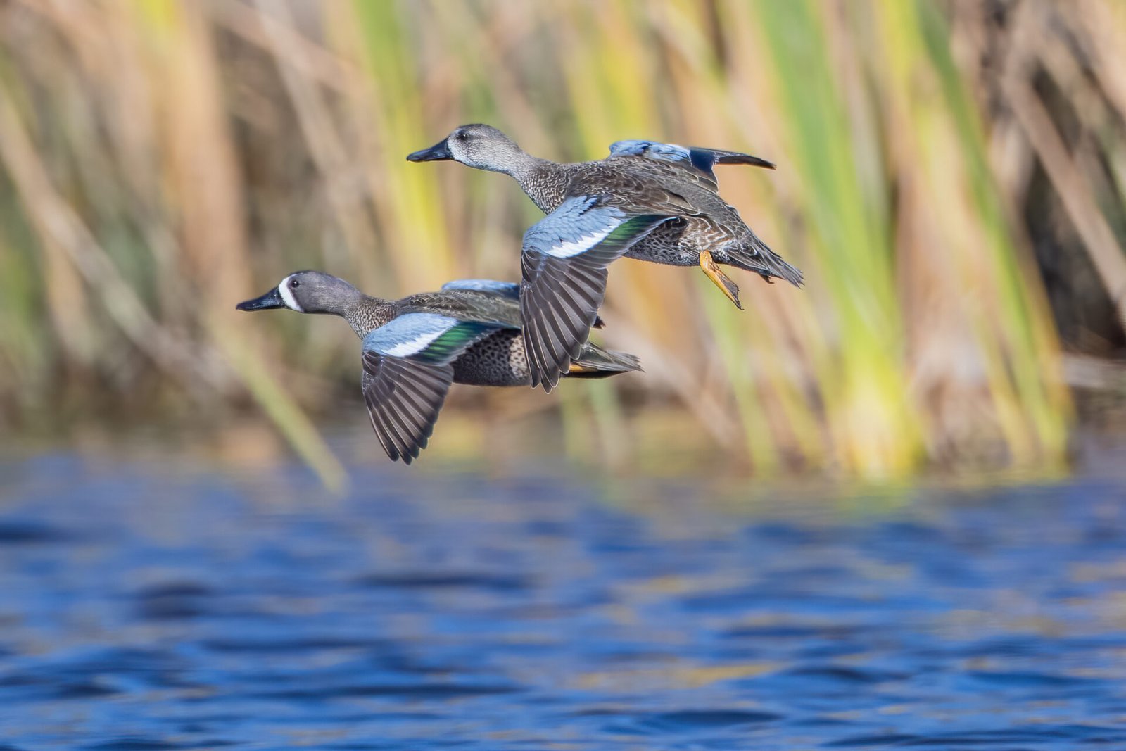 Blue Winged Teal Pair Flying Past
