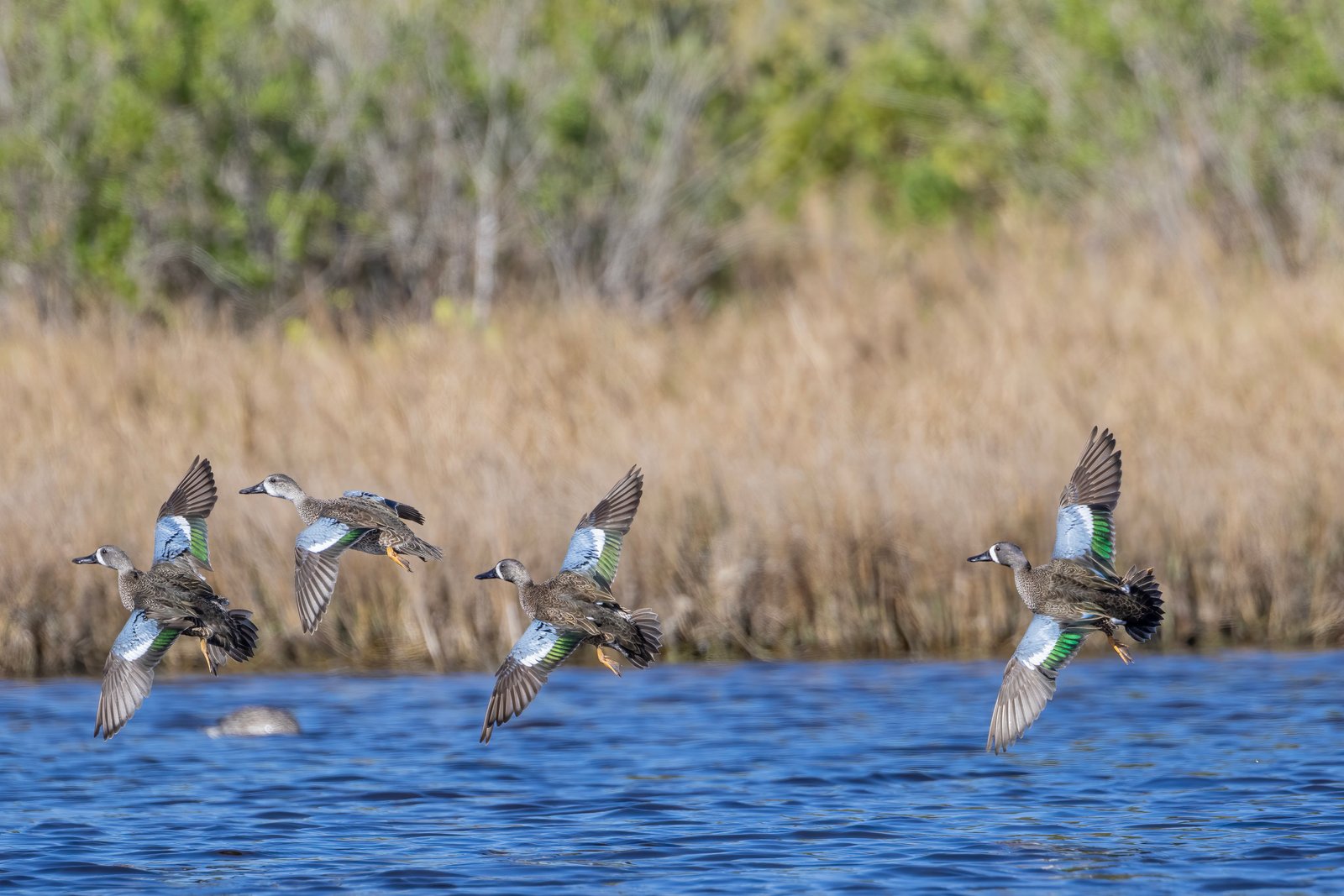 Flock Of Blue Winged Teal Flaring To Land