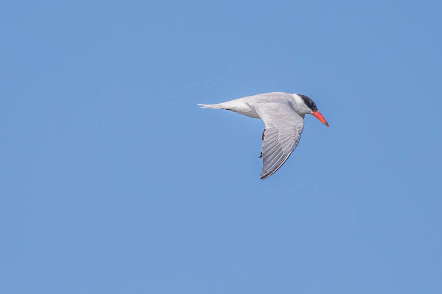 Caspian Tern Cruising Over Pond