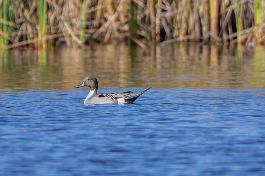 Northern Pintail Male With Long Tail Alert Resting