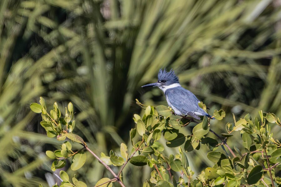 Belted Kingfisher Male Watching For Fish