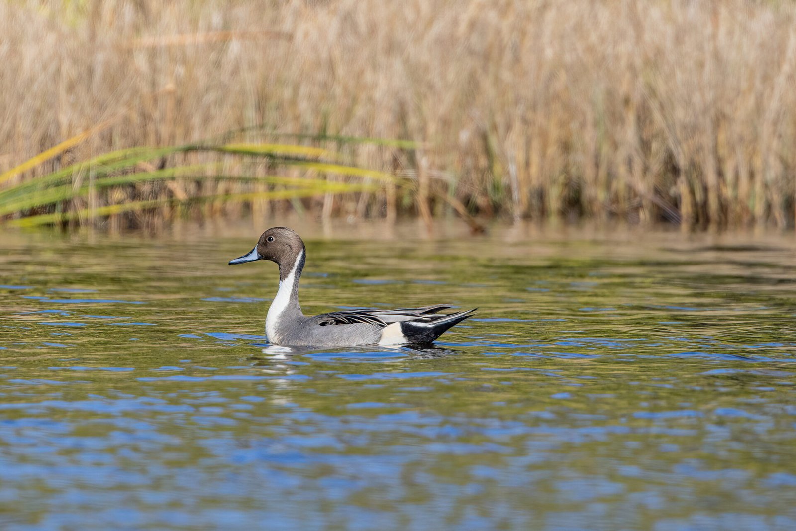 Northern Pintail Male Alertly Swimming To Left