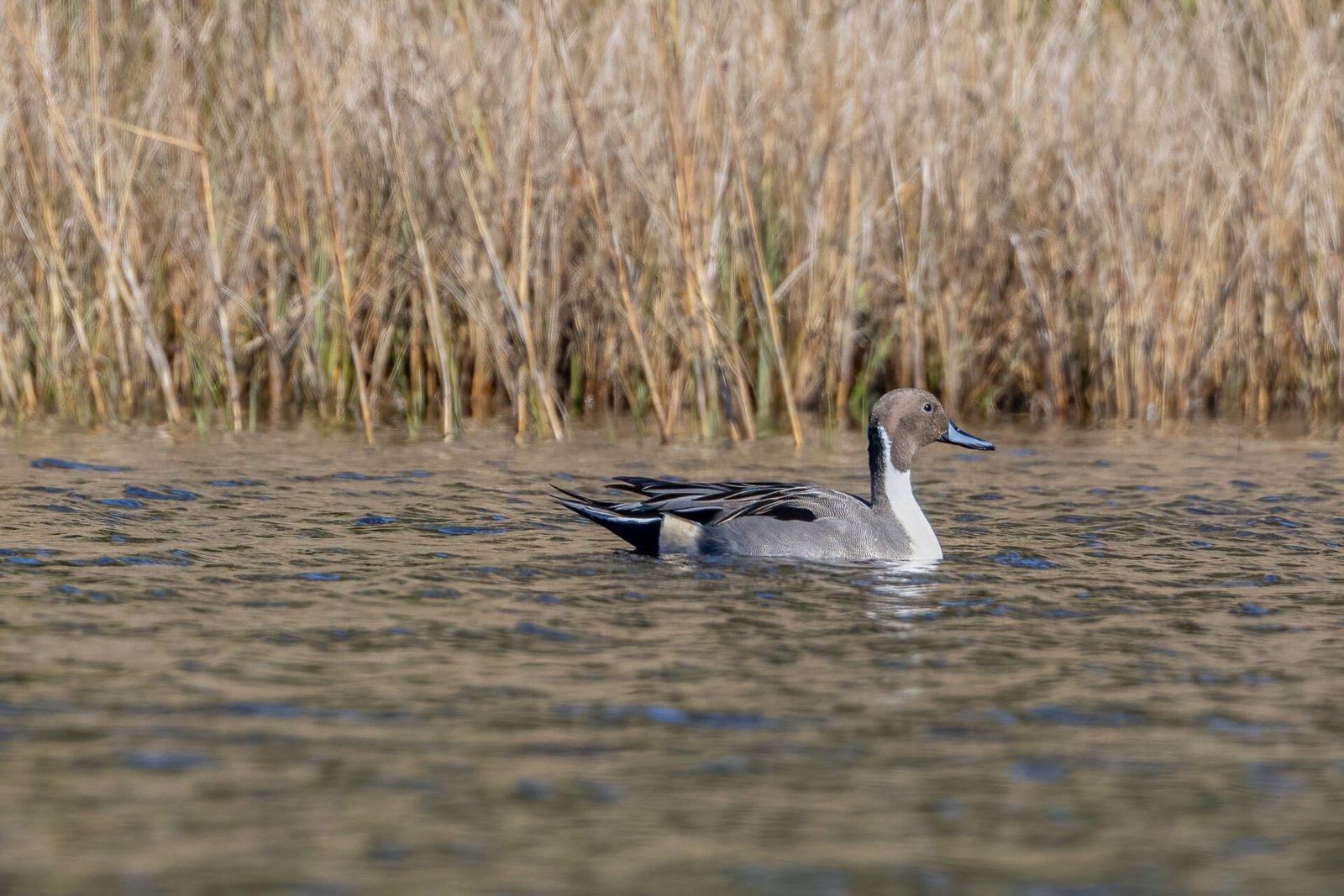 Northern Pintail Male Looking Back To Left