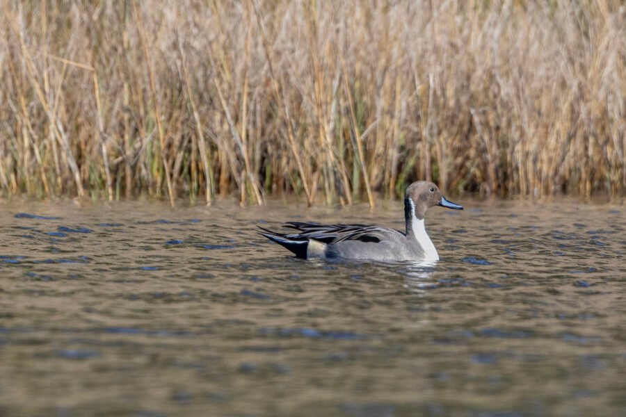 Northern Pintail Male Looking Back To Left