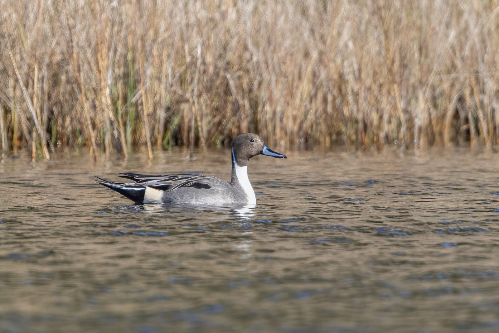 Northern Pintail Male Swimming To Right Along Reeds