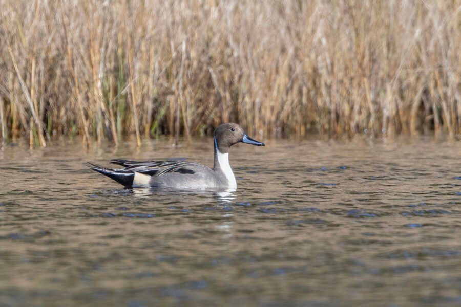 Northern Pintail Male Swimming To Right Along Reeds