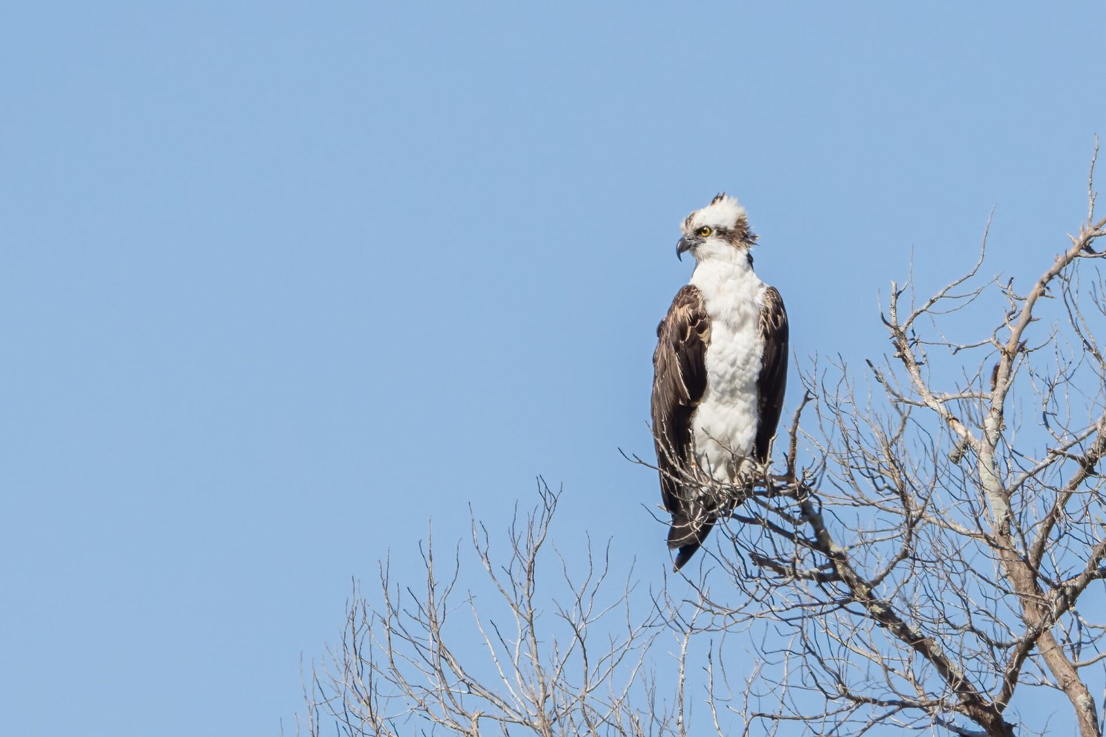 Osprey On Branch Watching For Fish
