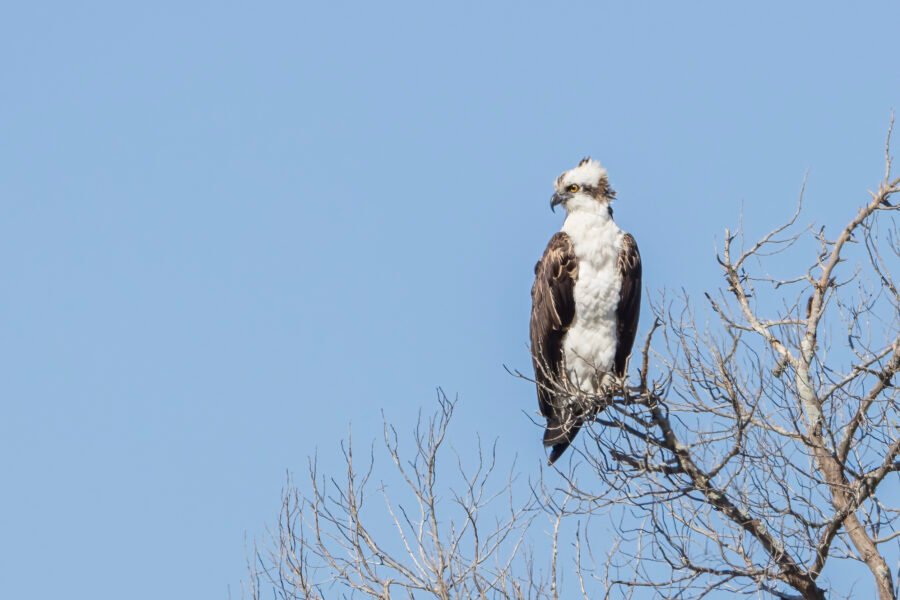 Osprey On Branch Watching For Fish