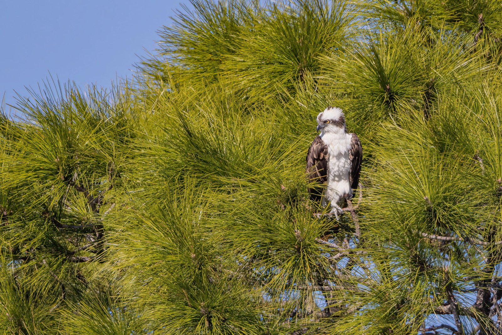Osprey Sitting In Tall Pine