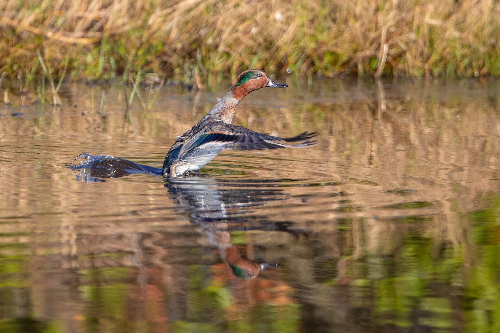 Green Winged Teal About To Launch