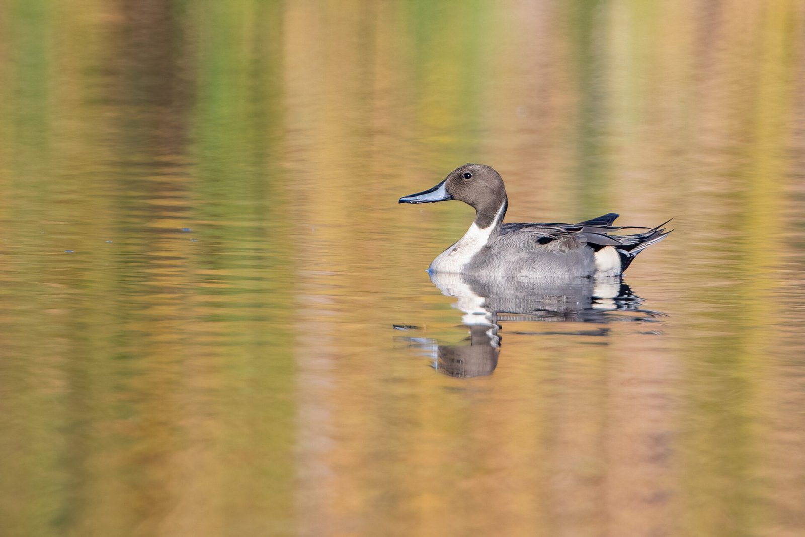 Northern Pintail Male Resting On Calm Water With Reflection