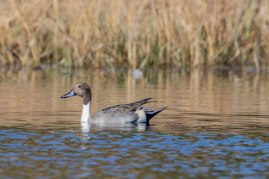Northern Pintail Male Swimming Left