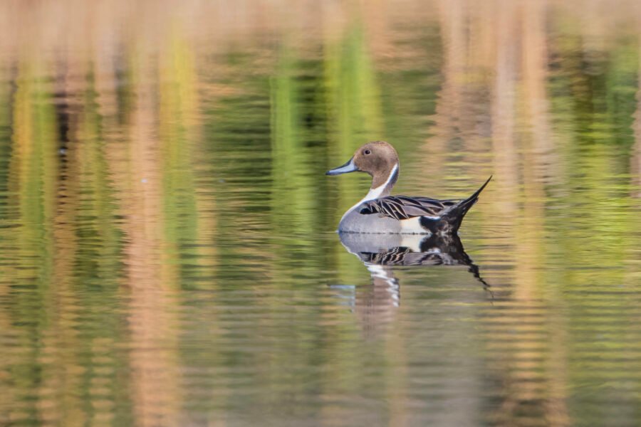 Northern Pintail Male With Long Tail Swimming Away