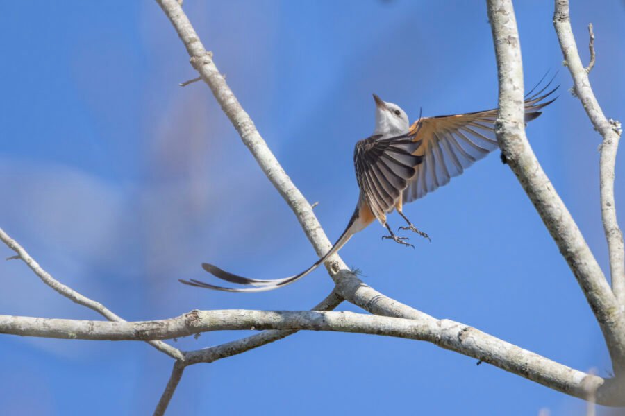 Scissor Tailed Flycatcher With Long Tail Taking Off