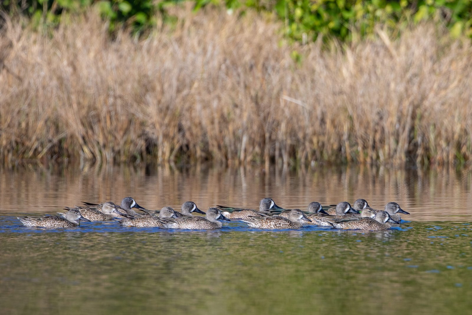 Flock Of Blue Winged Teal Swimming