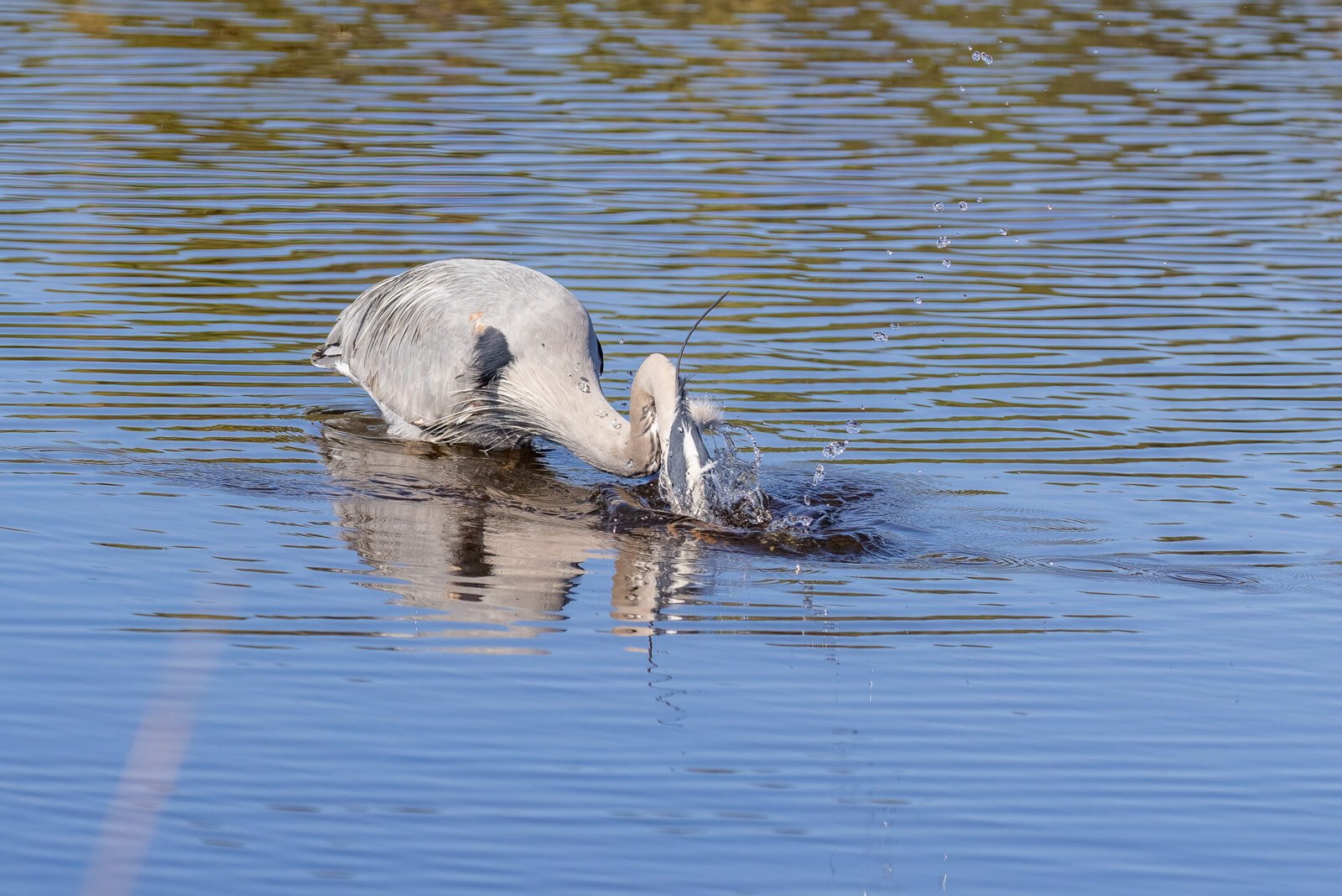 Great Blue Heron Making The Strike