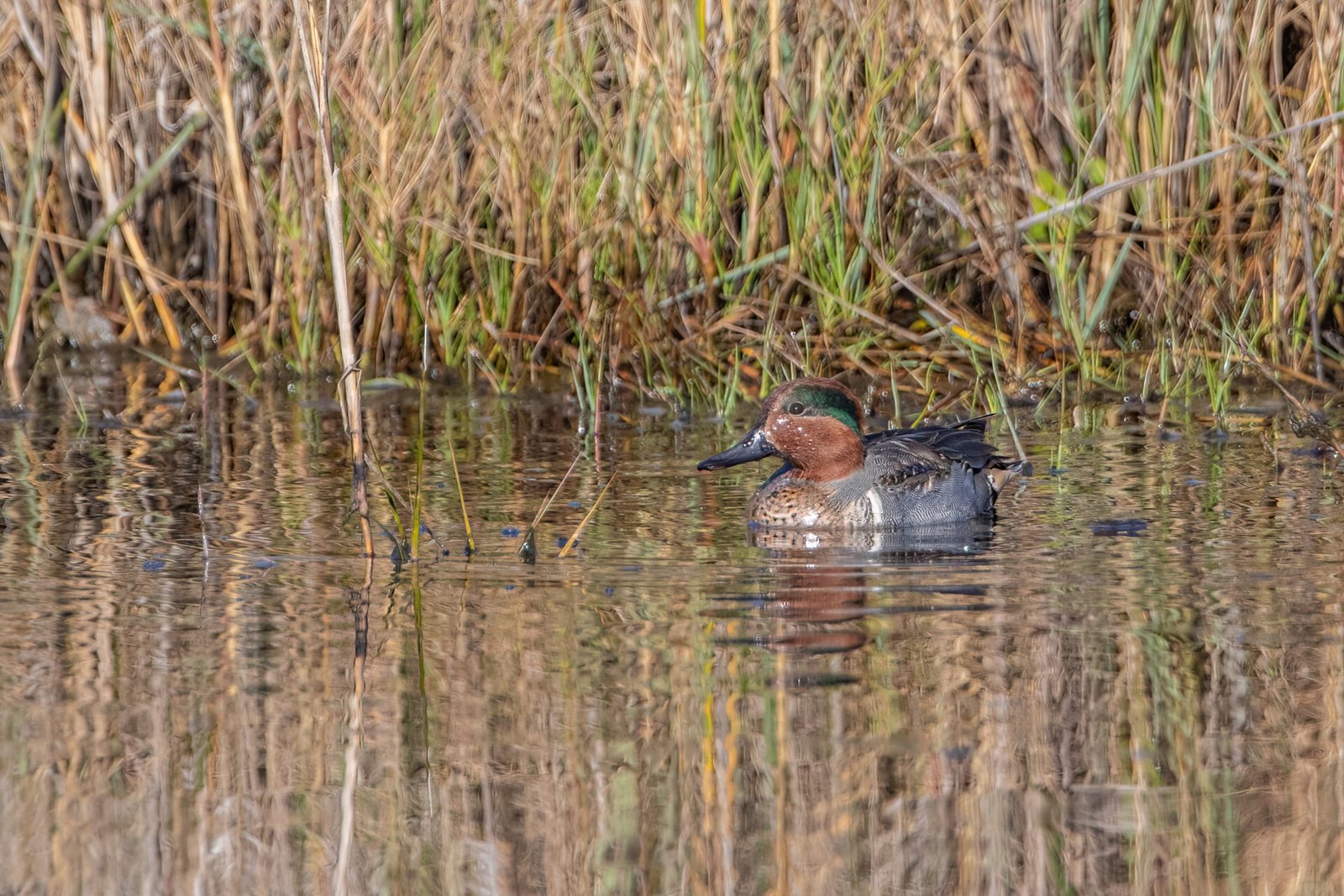 Green Winged Teal Male Resting