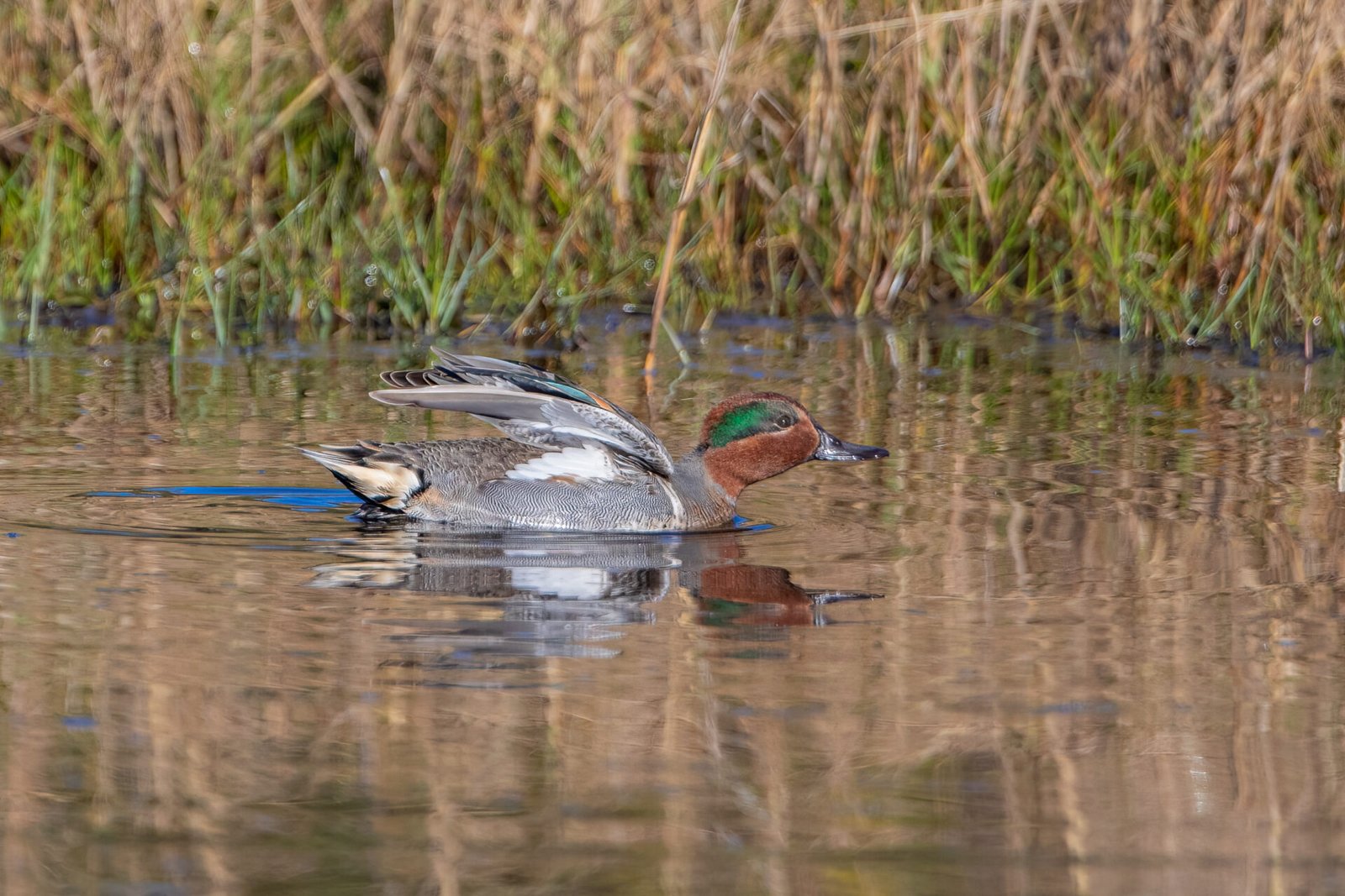 Green Winged Teal Male Stretching