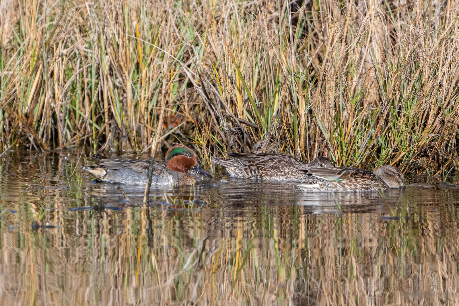 Green Winged Teal Trio Feeding